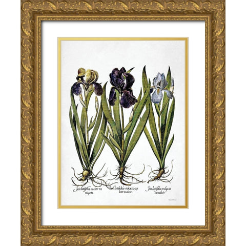 Iris Botanical I Gold Ornate Wood Framed Art Print with Double Matting by Lettered And Lined
