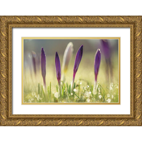 Four in a Row Gold Ornate Wood Framed Art Print with Double Matting by Podt, Martin