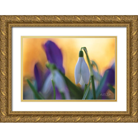 Snowdrop at Sunset Gold Ornate Wood Framed Art Print with Double Matting by Podt, Martin