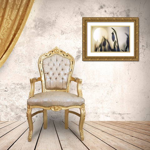 Backlit Snowdrop Gold Ornate Wood Framed Art Print with Double Matting by Podt, Martin