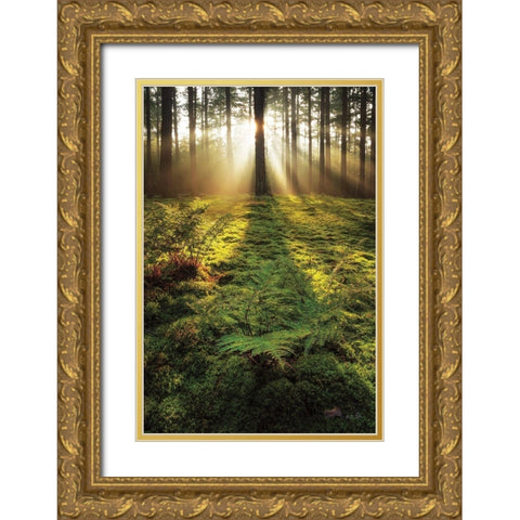 Ferns in the Morning Light Gold Ornate Wood Framed Art Print with Double Matting by Podt, Martin