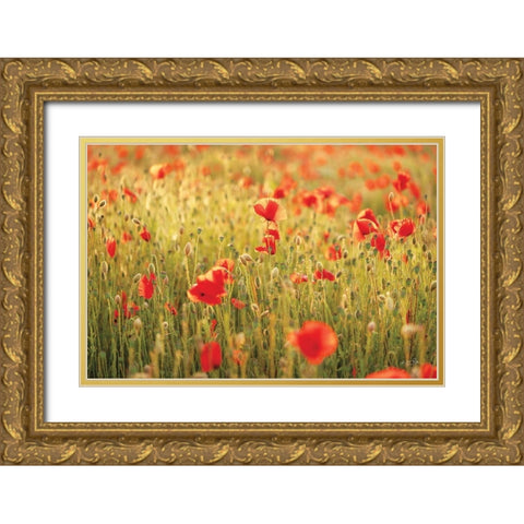 Poppy Field I Gold Ornate Wood Framed Art Print with Double Matting by Podt, Martin