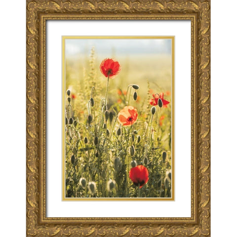 Poppy Field II Gold Ornate Wood Framed Art Print with Double Matting by Podt, Martin