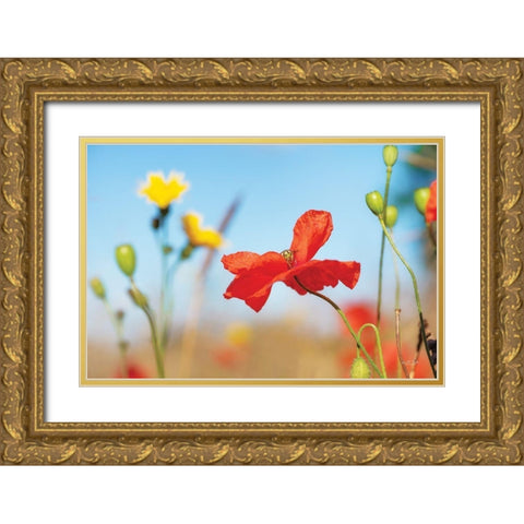 Summer Flowers Gold Ornate Wood Framed Art Print with Double Matting by Podt, Martin