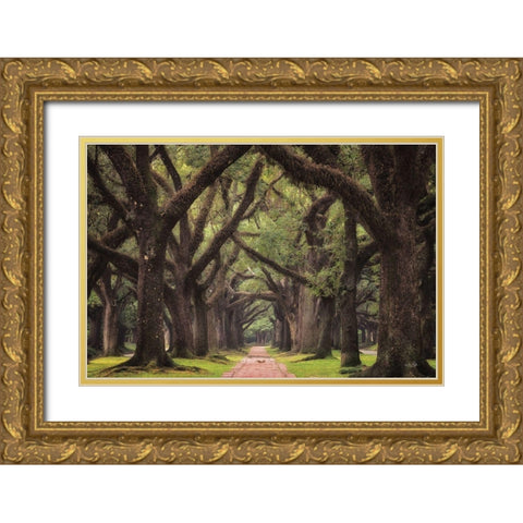 Lane of Oaks Gold Ornate Wood Framed Art Print with Double Matting by Podt, Martin