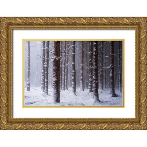 Red Woods Gold Ornate Wood Framed Art Print with Double Matting by Podt, Martin