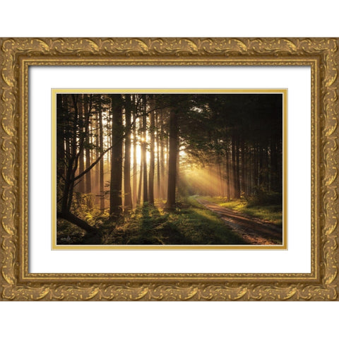 Light and Pines Gold Ornate Wood Framed Art Print with Double Matting by Podt, Martin