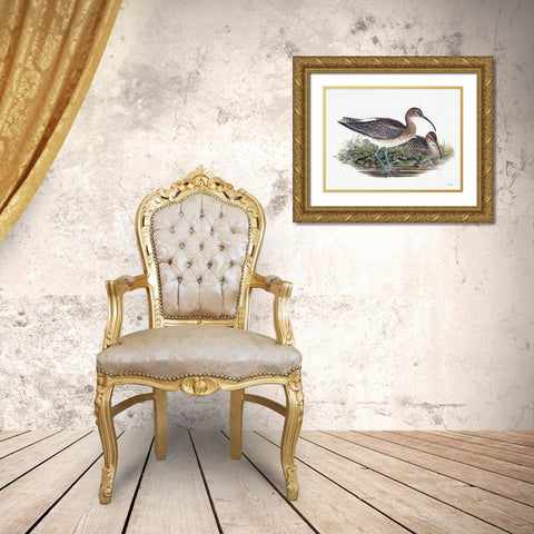 Goulds Coastal Bird III Gold Ornate Wood Framed Art Print with Double Matting by Stellar Designs Studio