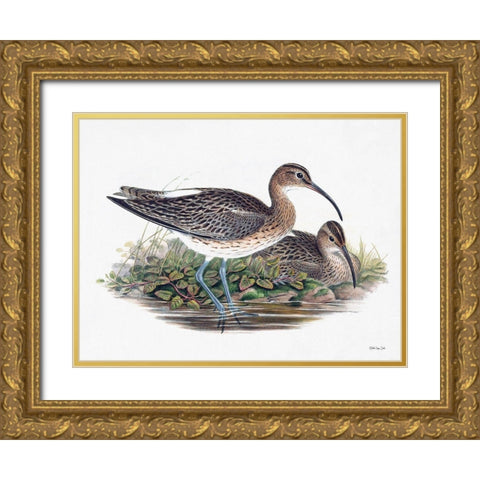 Goulds Coastal Bird III Gold Ornate Wood Framed Art Print with Double Matting by Stellar Designs Studio