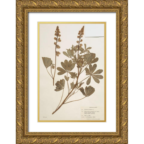 Herbarium 2 Gold Ornate Wood Framed Art Print with Double Matting by Stellar Design Studio