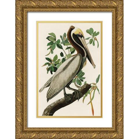 Audubon Brown Pelican Gold Ornate Wood Framed Art Print with Double Matting by Stellar Design Studio