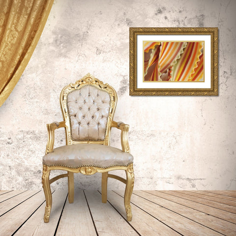 USA Close-up of dried rainbow pasta noodles Gold Ornate Wood Framed Art Print with Double Matting by Terrill, Steve