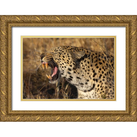 Botswana, Savute Game Reserve Yawning leopard Gold Ornate Wood Framed Art Print with Double Matting by Zuckerman, Jim
