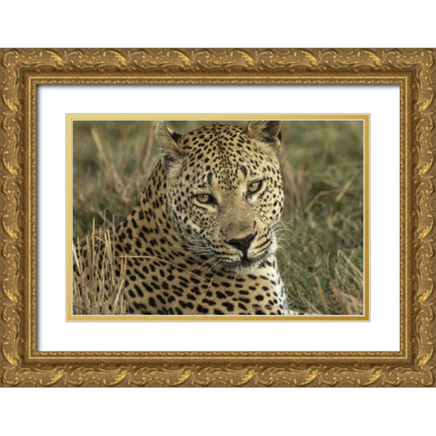 Botswana, Savute Game Reserve Resting leopard Gold Ornate Wood Framed Art Print with Double Matting by Zuckerman, Jim