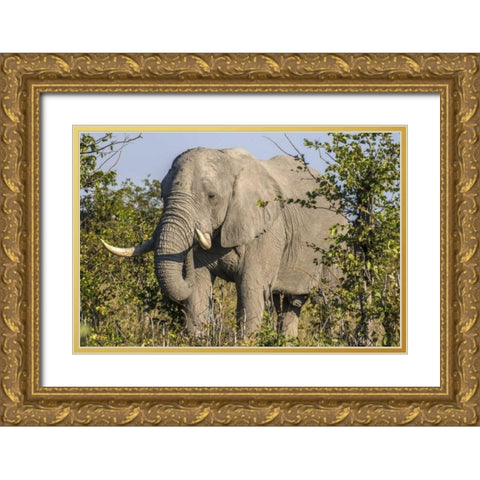 Botswana, Savute Game Reserve Elephant eating Gold Ornate Wood Framed Art Print with Double Matting by Zuckerman, Jim