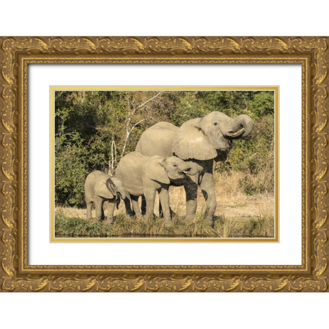 Botswana, Savuti Game Reserve Elephants drinking Gold Ornate Wood Framed Art Print with Double Matting by Zuckerman, Jim