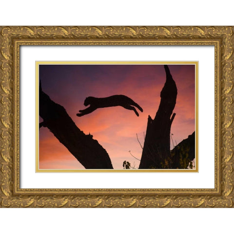 Botswana, Savuti Game Reserve Leopard leaping Gold Ornate Wood Framed Art Print with Double Matting by Zuckerman, Jim