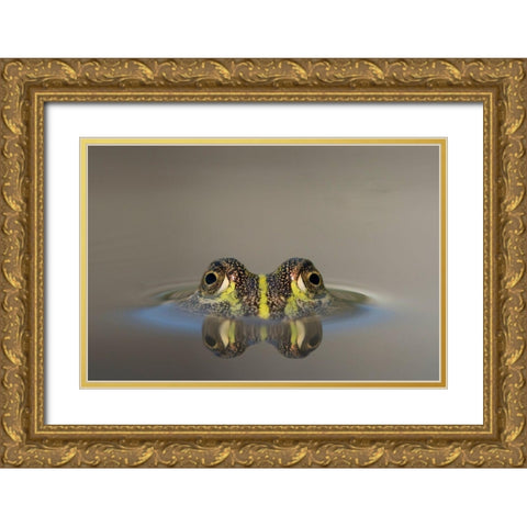Africa-Botswana-Nxai Pan National Park-Young African Bullfrog lies nearly submerged in shallow pool Gold Ornate Wood Framed Art Print with Double Matting by Souders, Paul