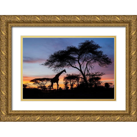 Africa-Botswana-Chobe National Park-Giraffe at sunset Gold Ornate Wood Framed Art Print with Double Matting by Souders, Paul