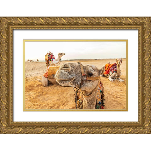 Africa-Egypt-Cairo Giza plateau Camels near the pyramids at Giza Gold Ornate Wood Framed Art Print with Double Matting by Wilson, Emily