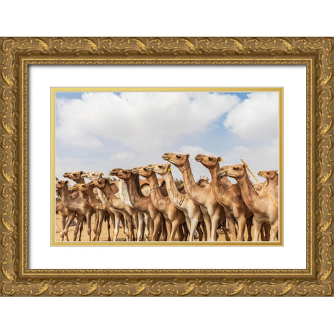 Africa-Egypt-Cairo-Birqash October 5-2018 Camels at the Souq al-Gamaal weekly camel market Gold Ornate Wood Framed Art Print with Double Matting by Wilson, Emily