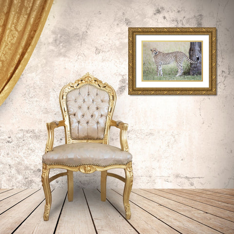 Kenya, Masai Mara Male cheetah pauses by tree Gold Ornate Wood Framed Art Print with Double Matting by Morris, Arthur