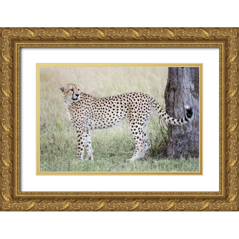 Kenya, Masai Mara Male cheetah pauses by tree Gold Ornate Wood Framed Art Print with Double Matting by Morris, Arthur