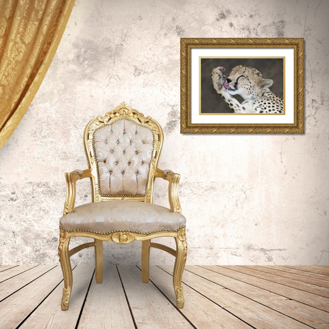 Kenya, Masai Mara Cheetah licking its paw Gold Ornate Wood Framed Art Print with Double Matting by Morris, Arthur