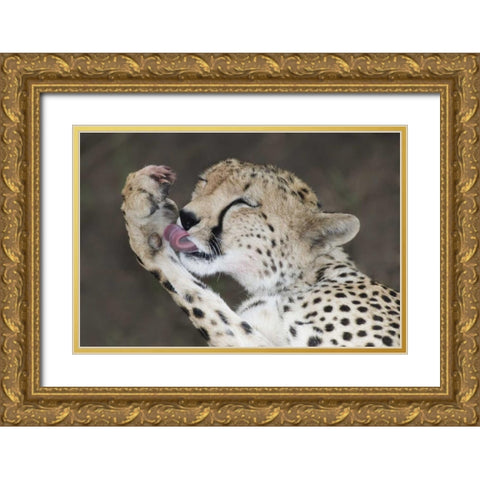 Kenya, Masai Mara Cheetah licking its paw Gold Ornate Wood Framed Art Print with Double Matting by Morris, Arthur