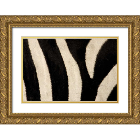 Kenya, Masai Mara Common zebras stripes Gold Ornate Wood Framed Art Print with Double Matting by Morris, Arthur
