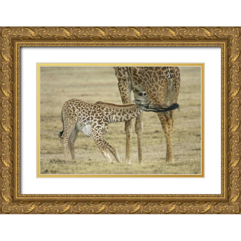 Kenya, Lake Naivasha Young giraffe nursing Gold Ornate Wood Framed Art Print with Double Matting by Morris, Arthur