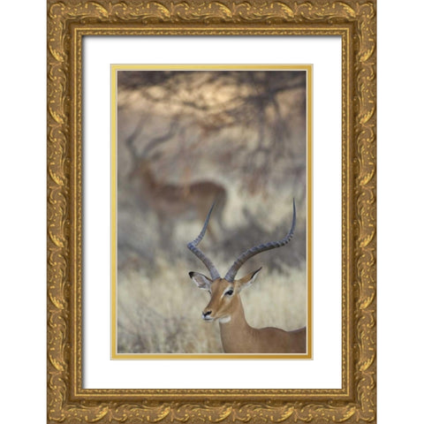 Kenya, Samburu Reserve Two Impalas amid grass Gold Ornate Wood Framed Art Print with Double Matting by Morris, Arthur