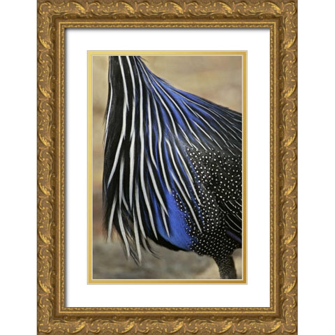 Kenya, Vulturine guinea fowl breast feathers Gold Ornate Wood Framed Art Print with Double Matting by Morris, Arthur
