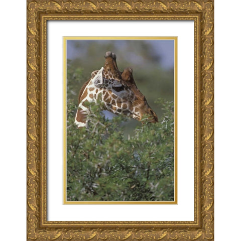 Kenya, Samburu NP A reticulated giraffe Gold Ornate Wood Framed Art Print with Double Matting by Grall, Don