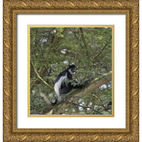 Kenya, Lake Nakuru NP Colobus monkey in a tree Gold Ornate Wood Framed Art Print with Double Matting by Kirkland, Dennis