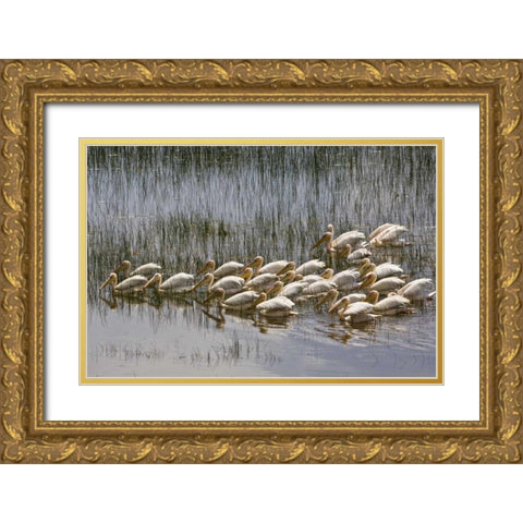 Kenya, Lake Nakuru NP Flock of white pelicans Gold Ornate Wood Framed Art Print with Double Matting by Kirkland, Dennis