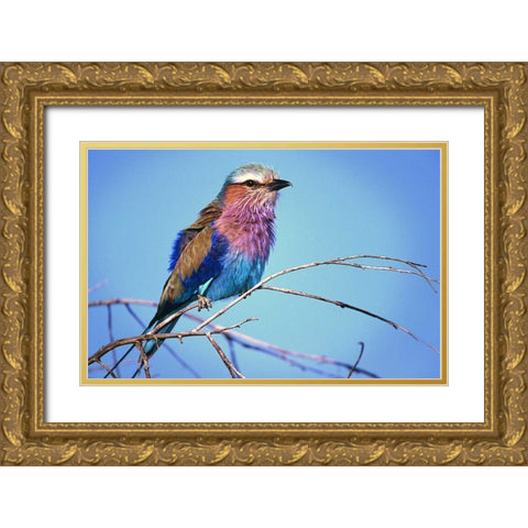 Kenya, Masai Mara Lilac-breasted roller on limb Gold Ornate Wood Framed Art Print with Double Matting by Williams, Joanne