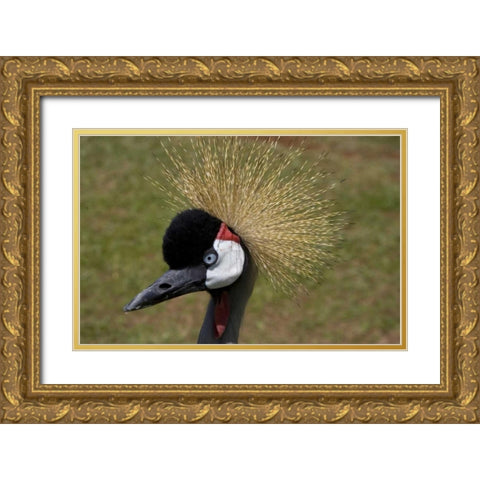 Kenya, Masai Mara Crowned crane portrait Gold Ornate Wood Framed Art Print with Double Matting by Williams, Joanne