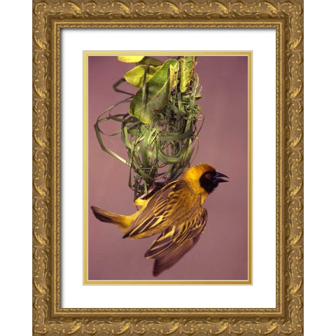 Kenya, Masai Mara Masked weaver bird weaving Gold Ornate Wood Framed Art Print with Double Matting by Williams, Joanne