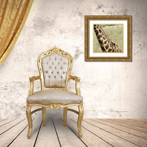 Kenya, Masai Mara Giraffe with oxpecker birds Gold Ornate Wood Framed Art Print with Double Matting by Kirkland, Dennis
