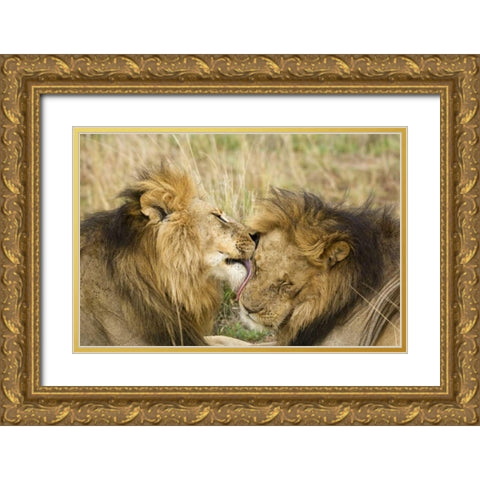 Kenya, Masai Mara Lion licking another lion Gold Ornate Wood Framed Art Print with Double Matting by Kirkland, Dennis