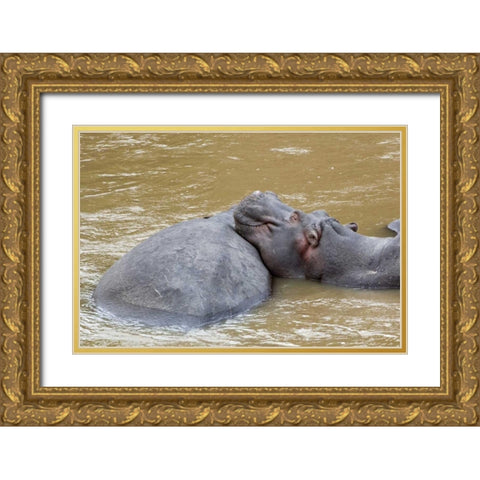 Kenya, Masai Mara Hippopotamus resting Gold Ornate Wood Framed Art Print with Double Matting by Kirkland, Dennis