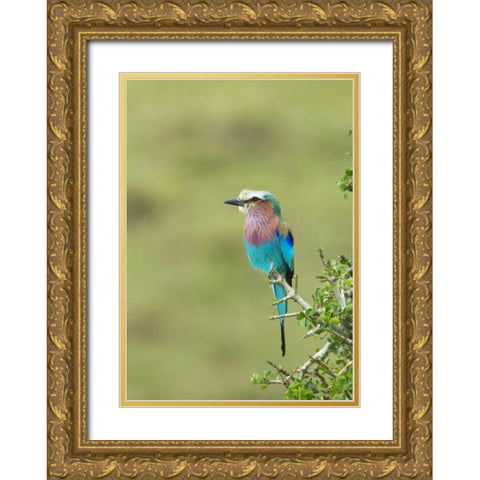 Kenya, Masai Mara Lilac-breasted roller on tree Gold Ornate Wood Framed Art Print with Double Matting by Kirkland, Dennis
