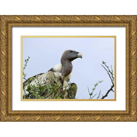 Kenya, Masai Mara White-back vulture in a tree Gold Ornate Wood Framed Art Print with Double Matting by Kirkland, Dennis