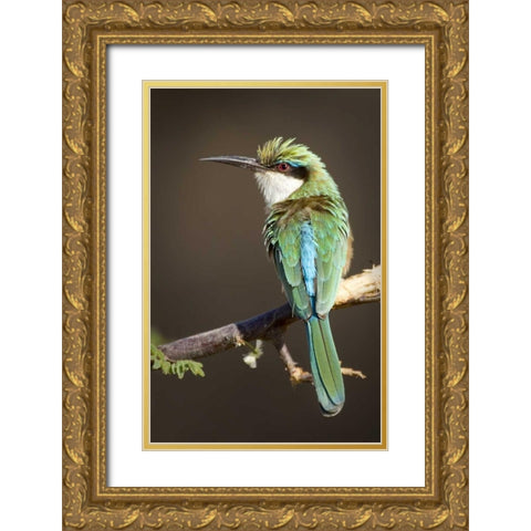 Kenya, Samburu National Reserve Somali bee-eater Gold Ornate Wood Framed Art Print with Double Matting by Williams, Joanne