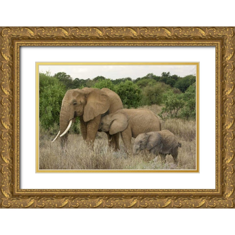 Kenya, Samburu Reserve Elephant with two babies Gold Ornate Wood Framed Art Print with Double Matting by Kirkland, Dennis
