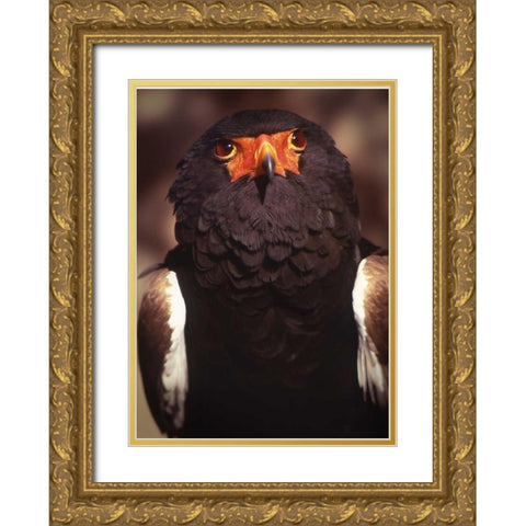 Kenya, Samburu National Reserve Bateleur bird Gold Ornate Wood Framed Art Print with Double Matting by Williams, Joanne