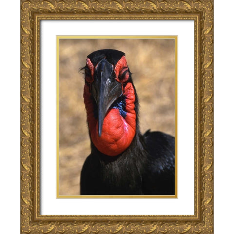 Kenya, Samburu National Reserve Ground hornbill Gold Ornate Wood Framed Art Print with Double Matting by Williams, Joanne