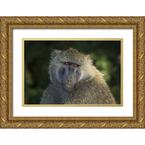 Kenya, Samburu National ReserveOlive baboon Gold Ornate Wood Framed Art Print with Double Matting by Kirkland, Dennis