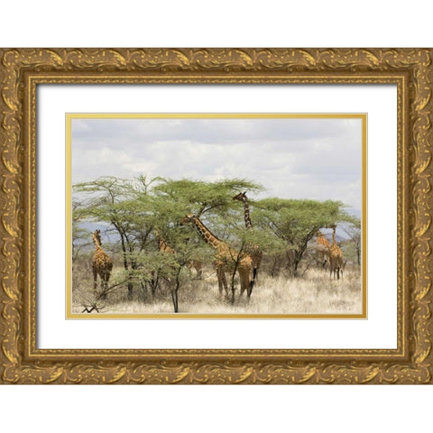 Kenya, Samburu Reserve Rothschild giraffes Gold Ornate Wood Framed Art Print with Double Matting by Kirkland, Dennis